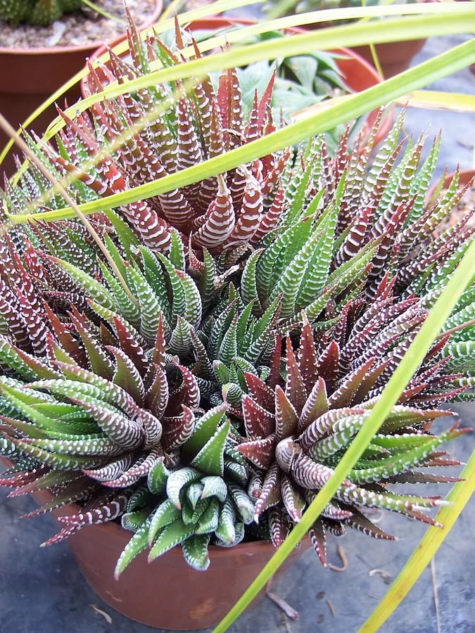 Zebra Haworthia