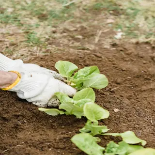 planting seedlings in a lasagna garden bed