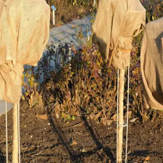plants covered with burlap for frost protection in a garden setting