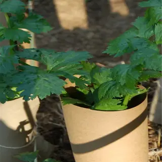 plants with blanching collars made of brown paper