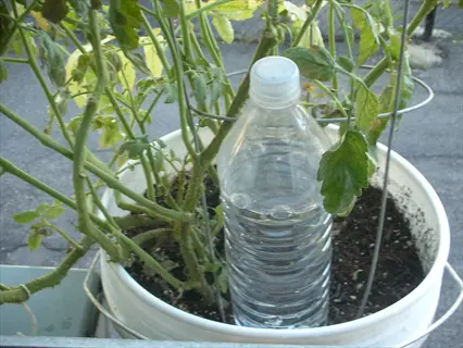 plastic bottle irrigation: clear water bottle with white cap inserted in soil of white bucket containing green leafy plant, demonstrating diy drip watering method