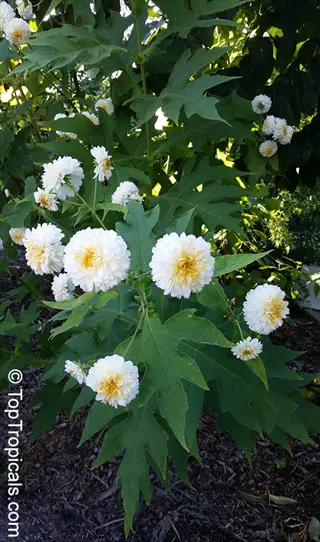 pompon chrysanthemum blooms with white petals and yellow centers growing among lush green foliage