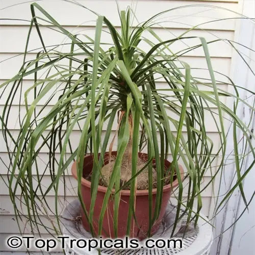 ponytail palm houseplant in a brown pot on a stand against a wooden wall