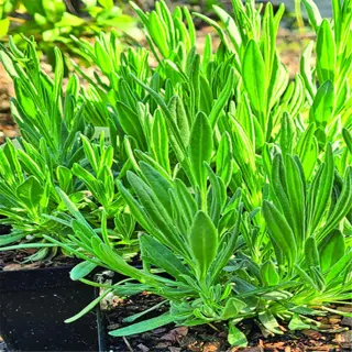 pot of fresh lavandin hybrids with vibrant green foliage