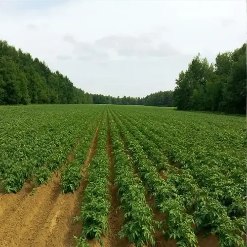potato garden planting: neat rows of young potato plants growing in a sun-drenched agricultural field with forested background