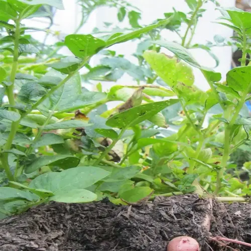 potato planting timing in a garden with tubers visible