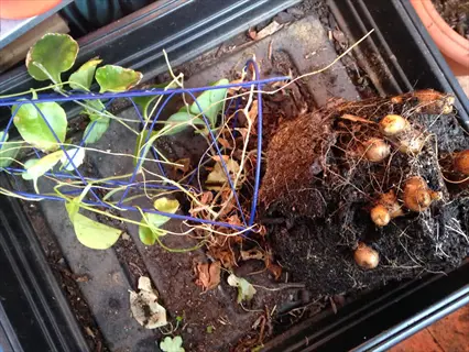 potatoes container planting in black tray with soil, visible tubers, green plant, and blue wire support structure for container growing