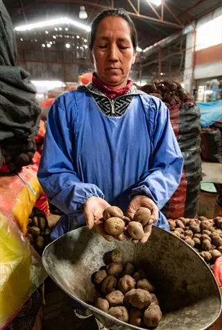 potatoes warm climate: vendor in blue apron holding freshly harvested tubers at a market stall with sacks of potatoes in background