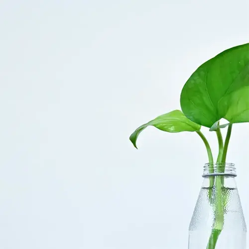 pothos cuttings in a glass jar on a table