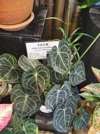 potted anthurium crystallinum velvet plant with heart-shaped leaves showing white veins and a visible identification label
