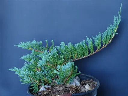 potted blue chip juniper plant with blue-green foliage against dark blue background