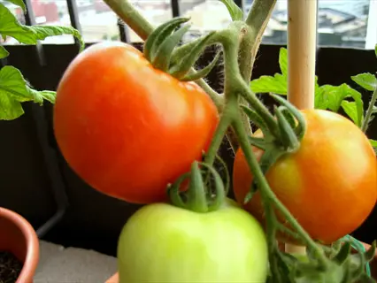 potted bush early girl tomato plant with ripe red and unripe green fruits on the vine, grown in an urban balcony container garden with cityscape background
