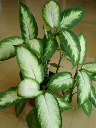 potted compact dieffenbachia plant with variegated green and white leaves on a wooden surface