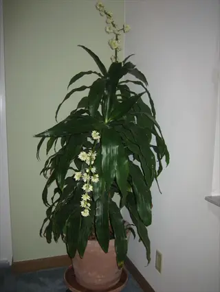 potted dracaena janet craig plant with long green leaves and white flowers in a room corner