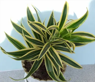 potted dracaena lindenii plant with green and yellow striped leaves against a light blue background