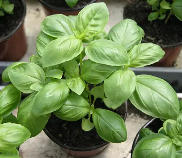 potted genovese basil plant with vibrant green leaves