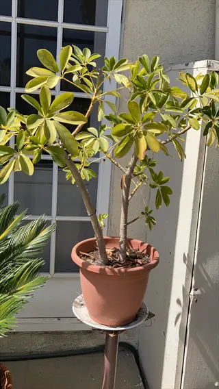 potted gold capella schefflera plant with variegated gold-green leaves in terracotta pot against building facade