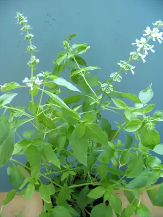 potted lemon basil plant featuring vibrant green leaves and white floral spikes against a solid blue background