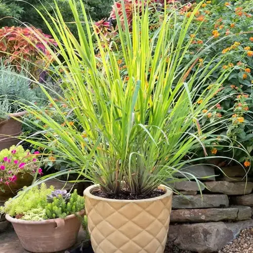 potted lemongrass plant with long green blades in a decorative diamond-patterned pot, surrounded by a garden with other plants and flowers