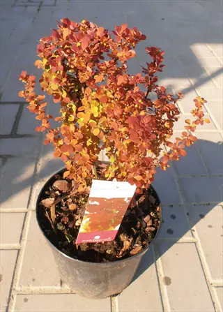 potted orange rocket barberry plant in black container with identification tag on tiled pavement