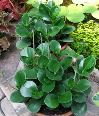 potted peperomia obtusifolia plant in a garden setting with water features and lush greenery