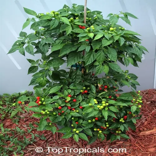 potted pepper plants harvest with ripe red peppers and unripe green peppers, supported by a stake