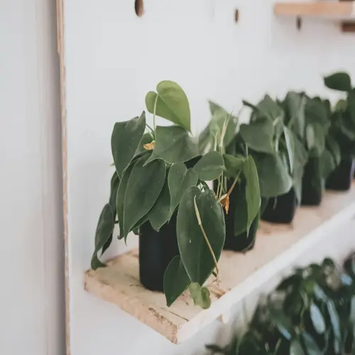potted philodendron plants with heart-shaped leaves displayed on wooden shelves indoors