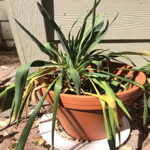 potted plant in terracotta pot showing signs of overwatered plant leaves (yellowing, wilting) with dry soil and blurred outdoor background