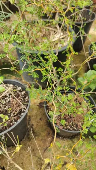 potted plants exhibiting little leaf syndrome: stunted growth with uniformly small leaves on twisted branches in greenhouse setting