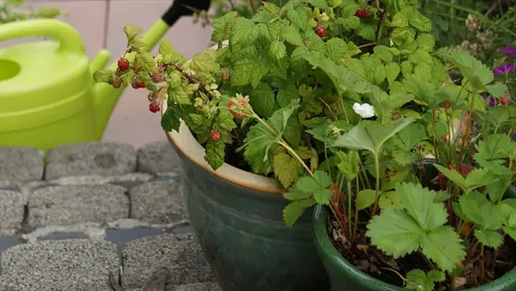 potted raspberry plant with ripe berries and watering can - applying liquid potted raspberry fertilizer for optimal growth