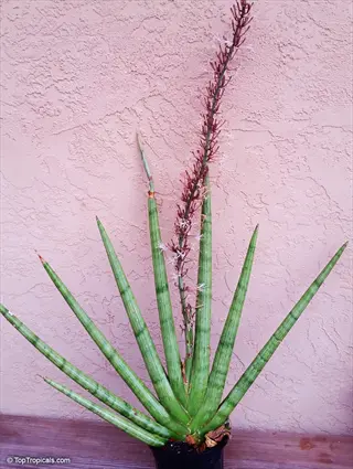 potted sansevieria cylindrica (cylindrical snake plant) with flowering stalk against pink stucco wall