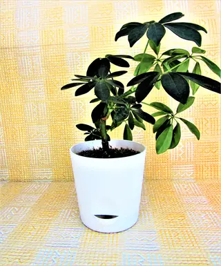 potted schefflera actinophylla indoors with glossy green leaves against patterned background