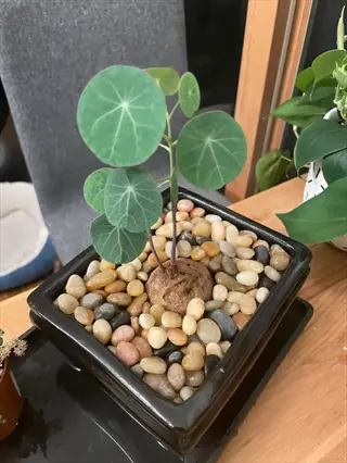 potted stephania erecta with decorative stone topping (acting as sand topping for potted plants) in black square pot, colorful pebbles on soil, indoor setting with other plants and furniture