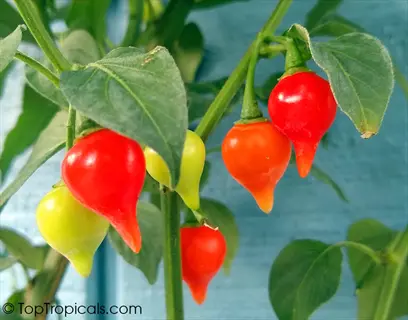 pretty n sweet pepper plant with teardrop-shaped peppers in green, orange, and red ripening stages against a blue background