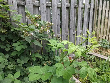 primocane blackberry plant with flowering canes and developing berries growing beside a weathered wooden fence in a garden