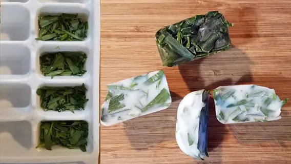 process of making tarragon frozen cubes: ice cube tray with fresh tarragon and frozen herb cubes on wooden board