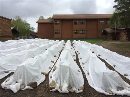 protective garden row covers over multiple crop rows with rocks securing the fabric, wooden building in background