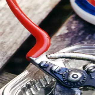 pruning shears being disinfected in a container