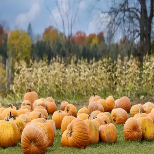 pumpkin garden harvest: numerous orange pumpkins on green grass with corn stalks and autumn trees under a partly cloudy sky