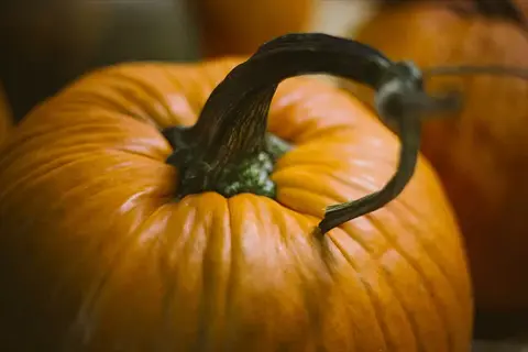 pumpkin stem close-up: detailed view of a dried, curved stem with textured surface on an orange pumpkin