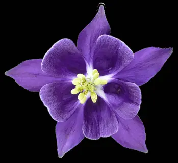 purple blue star columbine flower in close-up view