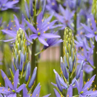 purple camassia leichtlinii flowers in bloom, originating from camassia leichtlinii bulbs in a garden