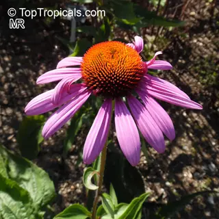 purple coneflower garden with vibrant flower and green foliage