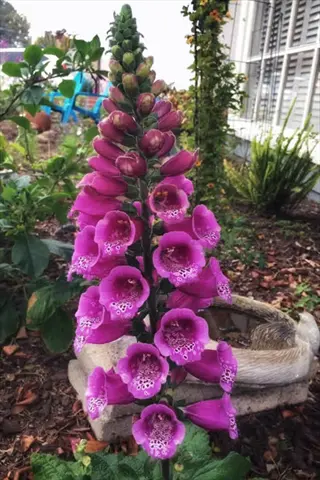 purple dalmatian foxglove in a stone container garden setting