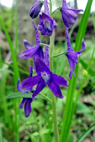 purple dwarf delphinium spikes blooming among green foliage in a natural setting