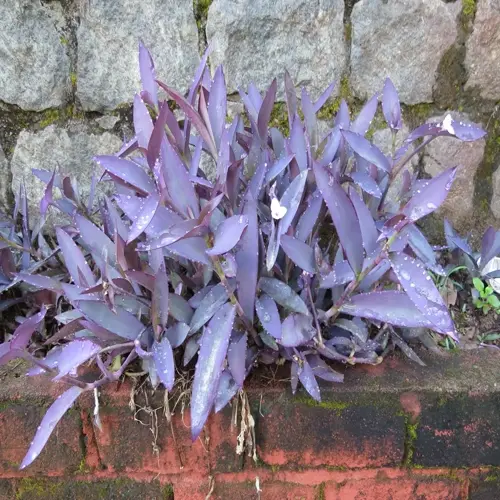 purple heart plant foliage with water droplets growing in a brick planter against a stone wall