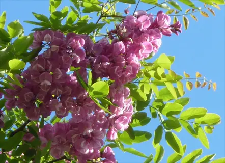purple robe locust flowers and green leaves against a clear blue sky