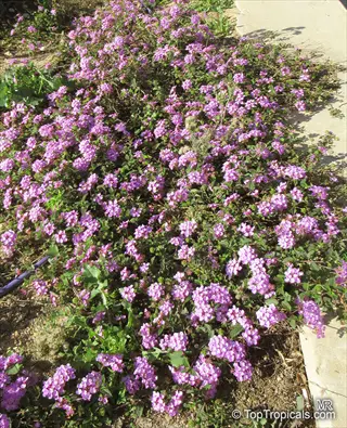 purple trailing lantana basket flowers blooming in a sunny garden with pathway