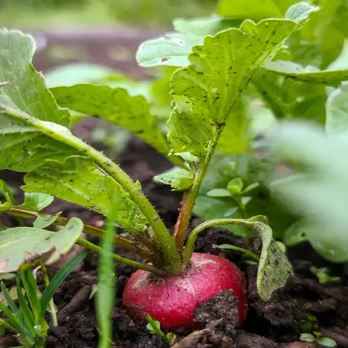 radish garden bed closeup: fresh red radish with vibrant green leaves growing in dark soil