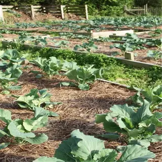 raised beds with plants and mulch in soil